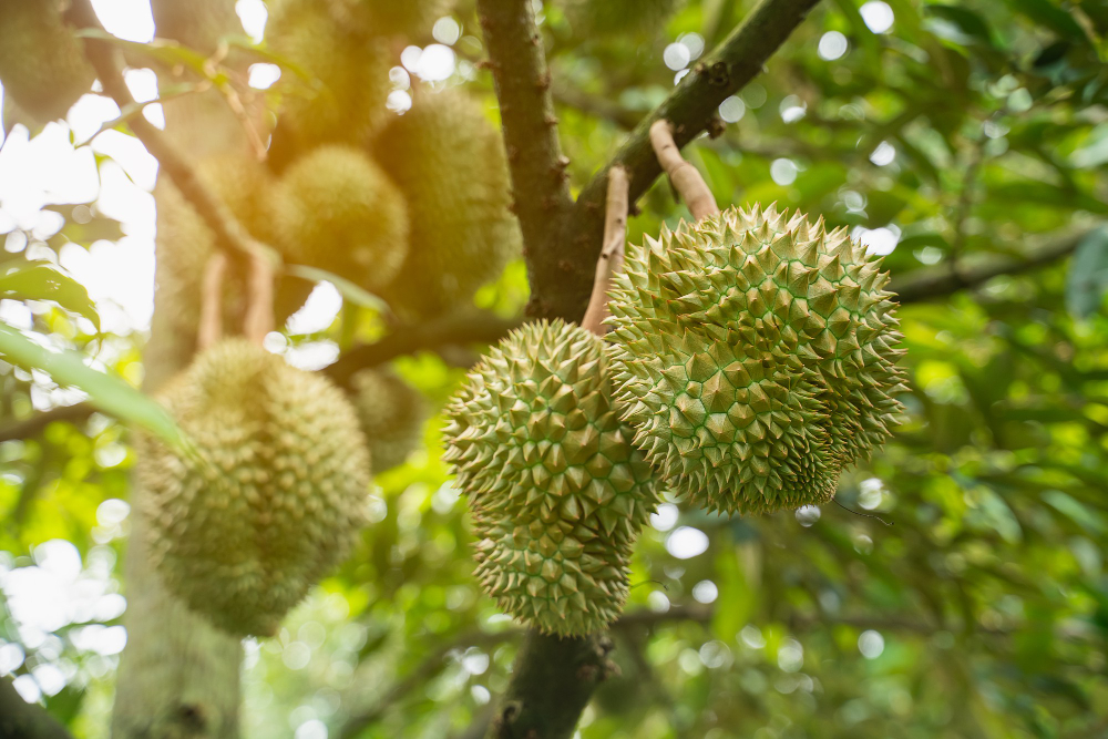 Close Up Durain Tree Thailand Fruits Concept